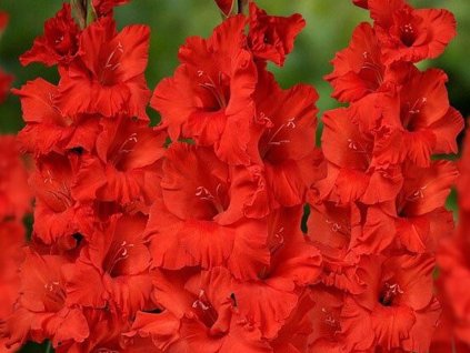 Gladiola 'Fire' 5ks