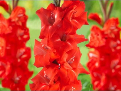 Gladiola  'Firebug' 5ks