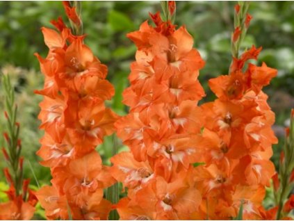 Gladiola 'Imogen' 5ks