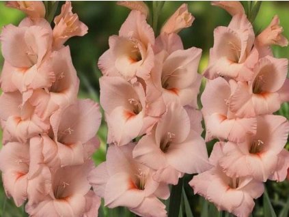 Gladiola 'Legolas' 5ks
