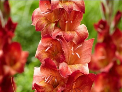 Gladiola 'Michelle' 5ks