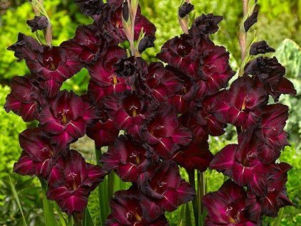 Gladiola 'Pescara' 5ks