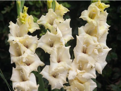Gladiola ' Rivendell' 5ks