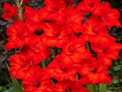 Gladiola 'Fosta®' 5ks