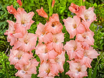 Gladiola 'Spic and Span' 5ks