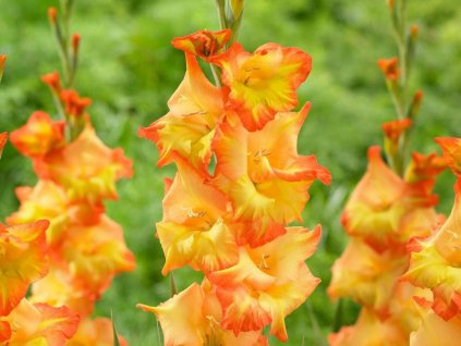 Gladiola 'Sun' 5ks