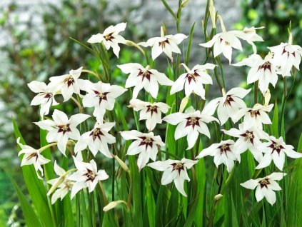 Acidanthera dvojfarebná 20ks