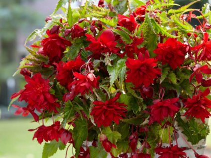 Begónia 'Pendula Red'