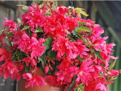 Begónia 'Pendula Rose' 3ks