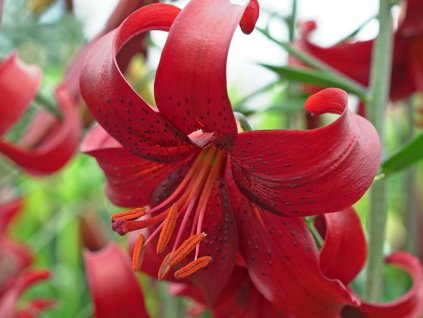 Ľalia 'Red Velvet' 2ks