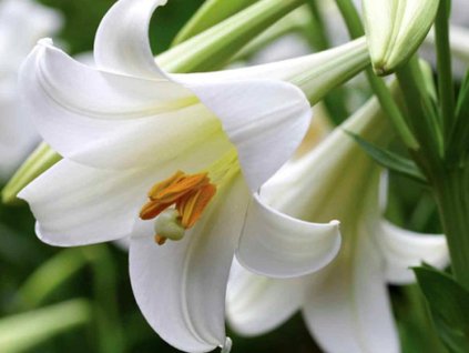 Ľalia 'White Triumph' 2ks