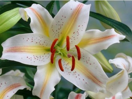 Ľalia 'Garden Party' 2ks