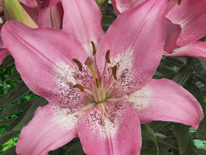 Ľalia  'Trendy Nicosia' 2ks