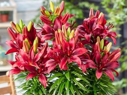 Ľalia 'Happy Love' 2ks