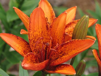 Ľalia 'Orange Pixel' 2ks