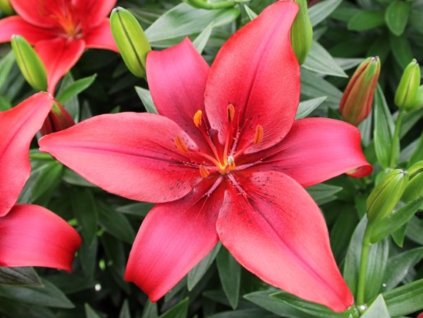 Ľalia  'Salinero' 2ks