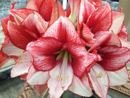 Amarylis 'Showmaster'