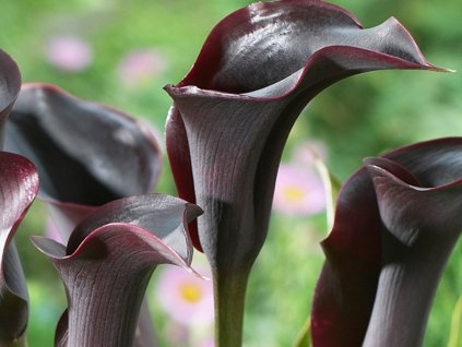 Kala 'Cantor'
