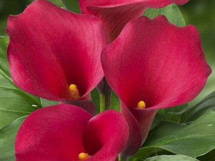 Kala 'Captain Morgan'