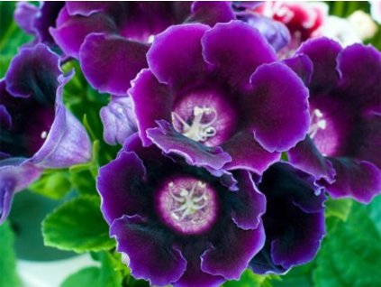 Gloxínia 'Violacea'