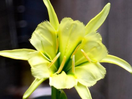 Isména 'Sulphur Queen'