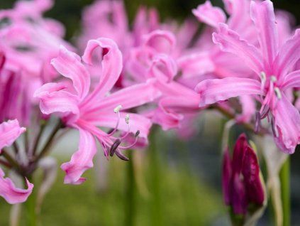 nerine