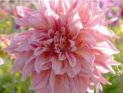 Georgína 'Striped Emory Paul'