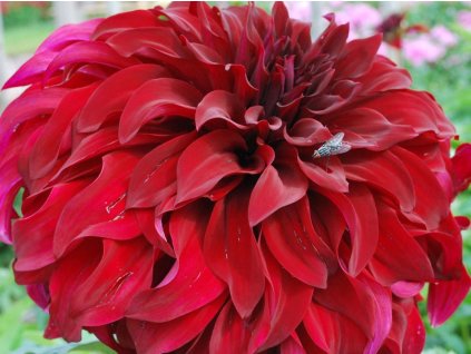 Georgína 'Spartacus'