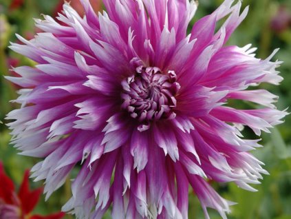 Georgína  'Table Dancer'