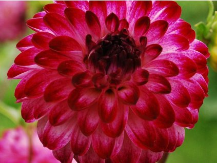 Georgína  'Little Robert'