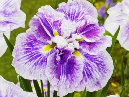 Kosatec japonský 'Dinnerplate Cheese Cake'