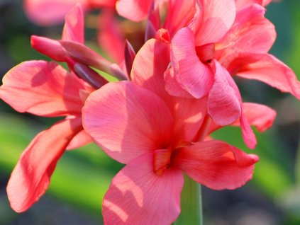 Kana 'Oklahoma'