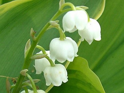 Konvalinka voňavá 'Hardwick Hall'