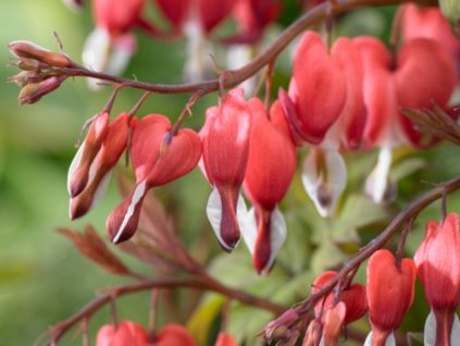 Srdcovka nádherná 'Valentine'