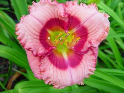 Ľaliovka 'Cherry Valentine'