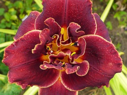 Ľaliovka  'Night Embers'