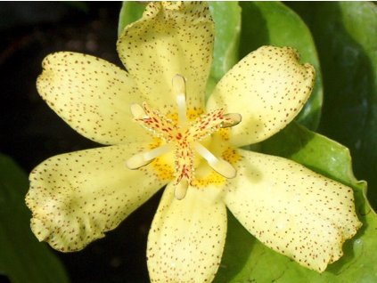 Hadia ľalia 'Yellow' 2ks