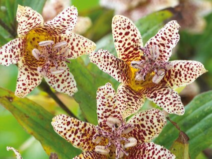 Hadia ľalia 'White Spotted' 2ks