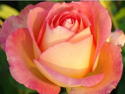 Ruža 'Fairest Cape®'