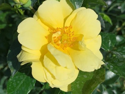 Ruža 'Loredo®' (Balenie špeciálne balenie)