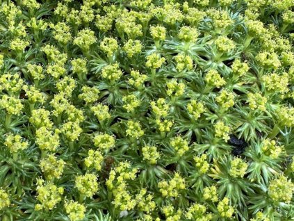 Azorela trojdielna 'Minima' - Azorella trifurcata 'Minima'