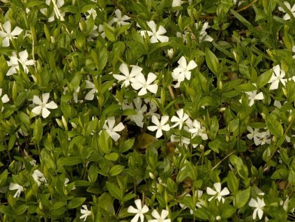 Zimozeleň menšia 'Gertrude Jekyll' - Vinca minor 'Gertrude Jekyll'