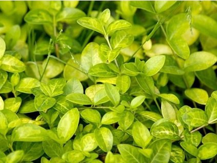 Zimozeleň menšia 'Sebastian' - Vinca minor 'Sebastian'