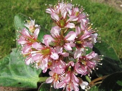 Bergénia ciliata 'Dumbo' - Bergenia ciliata 'Dumbo'