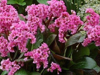 Bergénia 'Spring Fling' - Bergenia 'Spring fling'