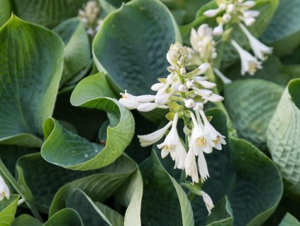Hosta 'Abiqua Drinking Gourd' - Hosta 'Abiqua Drinking Gourd'