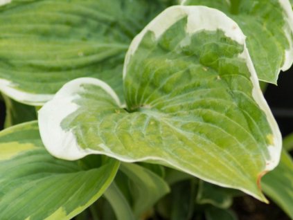 Hosta 'American Halo' - Hosta 'American Halo'