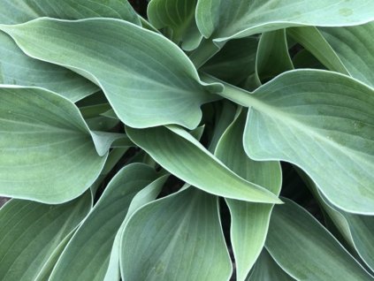 Hosta 'Blue Cadet'- Hosta 'Blue Cadet'
