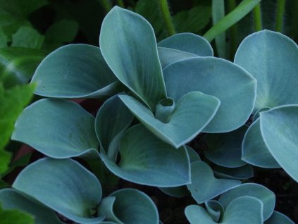 Hosta 'Blue Mouse Ears' - Hosta 'Blue Mouse Ears'