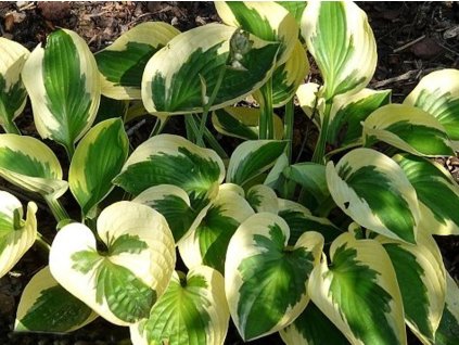 Hosta 'Brim Cup' - Hosta 'Brim Cup'